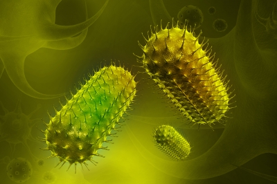 Bacteria